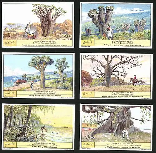 6 Sammelbilder Liebig, Serie Nr.: 690, Merkwürdige Bäume, Riesenfeigenbaum, Mangroven, Flaschenbaum, Afrika, Indien