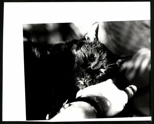 Fotografie schwarzen Katze schläft an der Hand eines Menschen, Grossformat 25 x 20cm