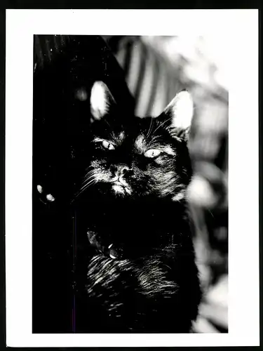 Fotografie schwarze Katze schaut in die Kamera