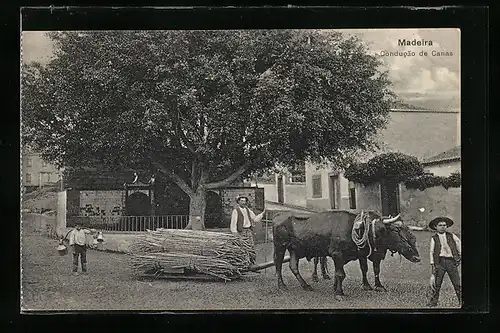 AK Madeira, Conducao de Canas