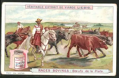Sammelbild Liebig, Races Bovines, Boeufs de la Plata