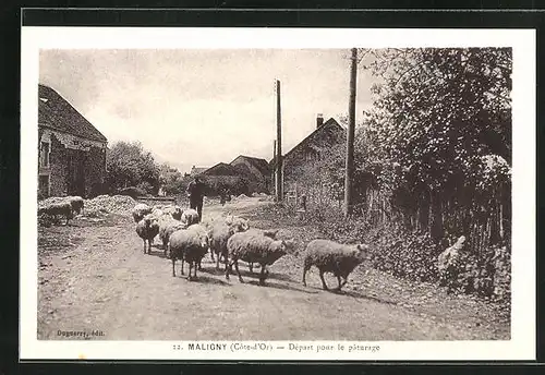 AK Maligny, Départ pour le pâturage