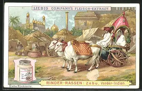 Sammelbild Liebig, Rinder-Rassen, Zebu