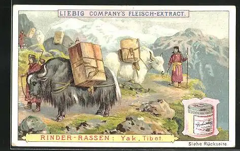 Sammelbild Liebig, Rinder-Rassen, Yak