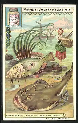 Sammelbild Liebig, Serie: Poissons de Mer, 1. Dorée ou Poisson de St. Pierre, 2. Baudroie