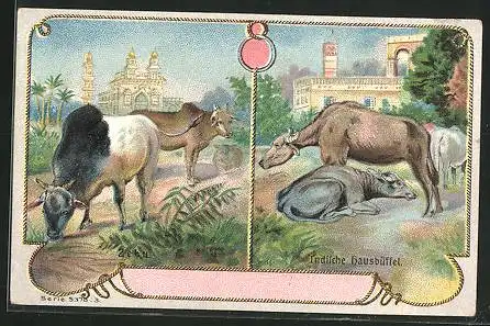 Sammelbild P.A. Soltenborn Kaffee, Hildesheim, Serie 5378 No.3, Indische Hausbüffel, Zebu