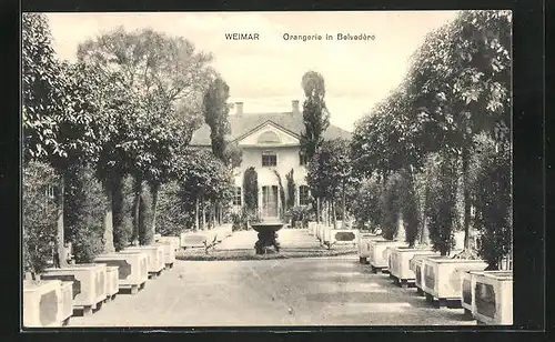 AK Weimar, Orangerie in Belvedere