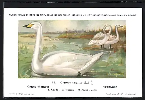 Künstler-AK Hubert Dupond: Cygne chanteur, Cygnus cygnus, Schwan