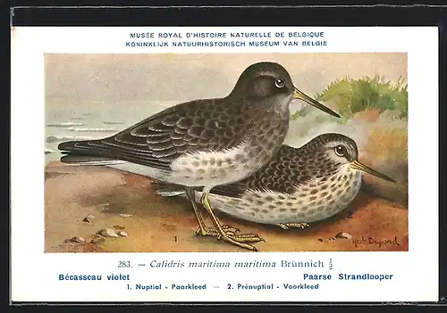 Künstler-AK Hubert Dupond: Calidris maritima maritima, Bécasseau