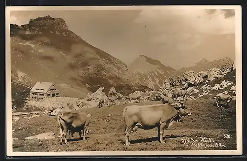 AK Bettlerjoch, Pfälzerhütte und weidende Rinder