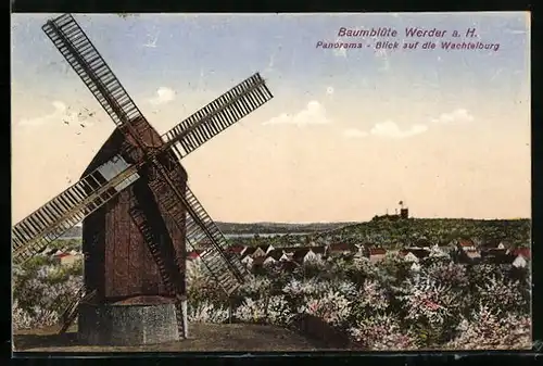 AK Werder a. H., Baumblüte, Panorama Blick auf die Wachtelburg u. Windmühle