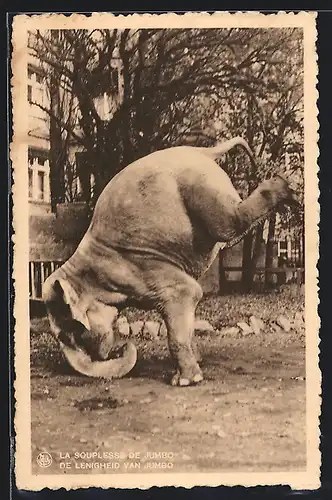 AK Elefant beim Handstand