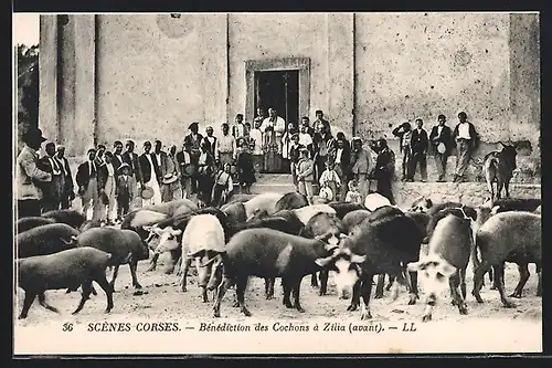 AK Zilia, Bénédiction des Cochons