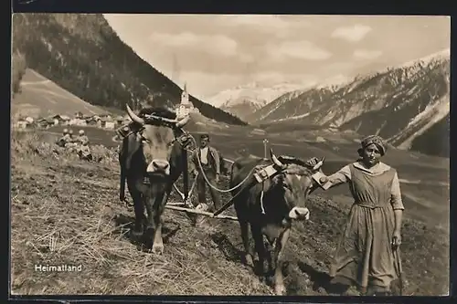 AK Bauernpaar beim Pflügen mit Ochsen-Gespann in der Schweiz