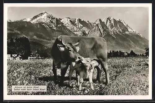 AK Kuh und Kalb auf der Weide