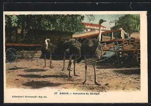 AK Dakar, Autruches du Sénégal