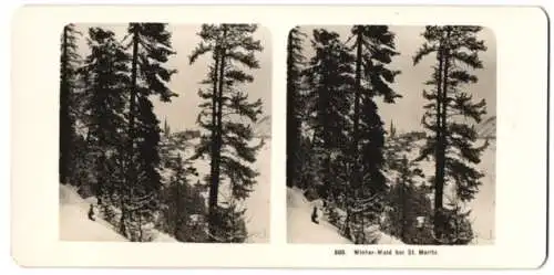 Stereo-Fotografie Wehrli A.G., Kilchberg, Ansicht St. Moritz, Winter Wald mit Blick zum Ort