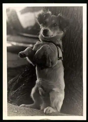 Fotografie Niedlicher Schosshund macht Männchen, Hund, Dog