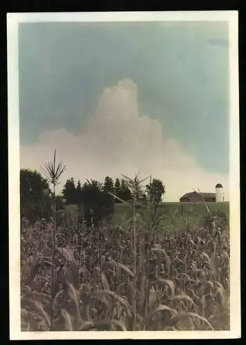 Fotografie US-Amerikanische Farm, Blick vom Maisfeld zum Farmhouse, koloriert 30er Jahre