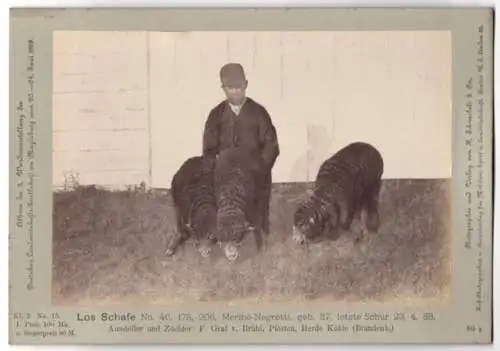 Fotografie H. Schnaebeli, Berlin, Ausstellung Landwirtschafts Gesellschaft Magdeburg 1889, Los Schafe Merino-Negretti