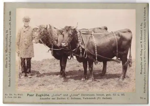 Fotografie Schnaebeli, Berlin, Ausstellung Landwirtschafts Gesellschaft Magdeburg 1889, Zugkühe Lotte & Liese Harzrasse