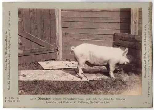 Fotografie H. Schnaebeli, Berlin, Ausstellung Landwirtschafts Gesellschaft Magdeburg 1889, Schwein Eber Dictator