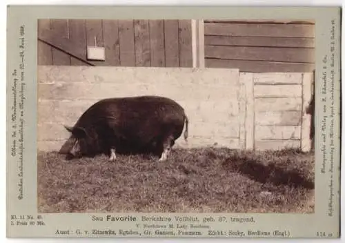 Fotografie Schnaebeli, Berlin, Ausstellung Landwirtschafts Gesellschaft Magdeburg 1889, Schwein Sau Favorite Berkshire