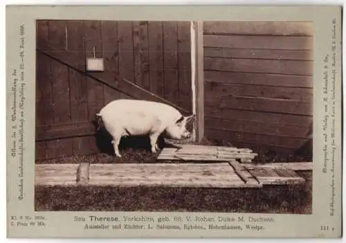 Fotografie H. Schnaebeli, Berlin, Ausstellung Landwirtschafts Gesellschaft Magdeburg 1889, Schwein Sau Therese Yorkshire