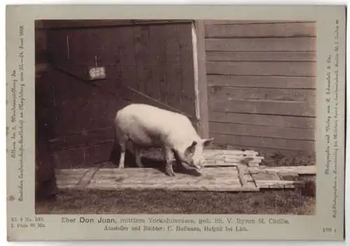 Fotografie Schnaebeli, Berlin, Ausstellung Landwirtschafts Gesellschaft Magdeburg 1889, Schwein Eber Don Juan Yorkshire