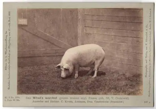 Fotografie H. Schnaebeli, Berlin, Ausstellung Landwirtschafts Gesellschaft Magdeburg 1889, Schwein Sau What's Wanted