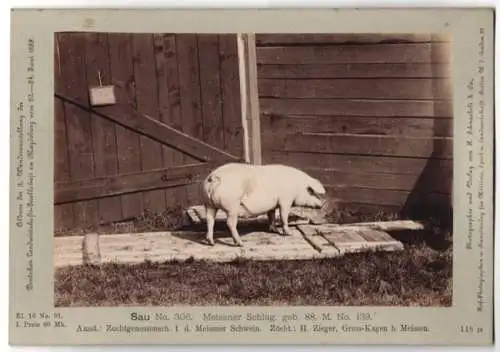 Fotografie H. Schnaebeli, Berlin, Ausstellung Landwirtschafts Gesellschaft Magdeburg 1889, Schwein Sau Meissner Schlag