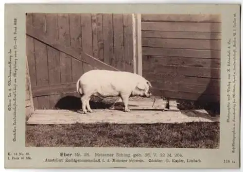 Fotografie H. Schnaebeli, Berlin, Ausstellung Landwirtschafts Gesellschaft Magdeburg 1889, Schwein Eber Meissner Schlag