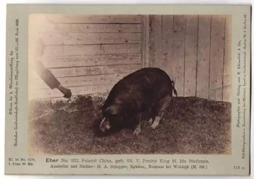 Fotografie H. Schnaebeli, Berlin, Ausstellung Landwirtschafts Gesellschaft Magdeburg 1889, Schwein Eber Poland China