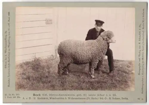 Fotografie H. Schnaebeli, Berlin, Ausstellung Landwirtschafts Gesellschaft Magdeburg 1889, Schaf Bock Merino-Kammwolle