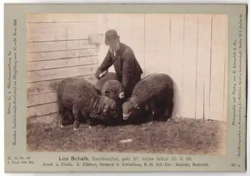 Fotografie H. Schnaebeli, Berlin, Ausstellung Landwirtschafts Gesellschaft Magdeburg 1889, Los Schafe Rambouillet