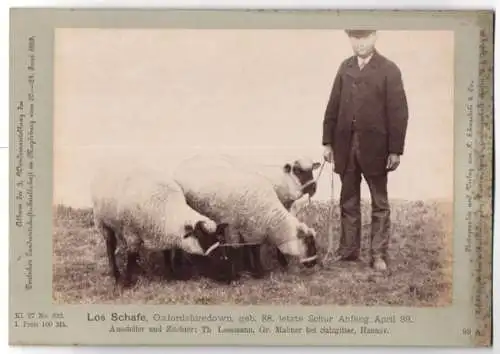 Fotografie H. Schnaebeli, Berlin, Ausstellung Landwirtschafts Gesellschaft Magdeburg 1889, Los Schafe Oxfordshiredown