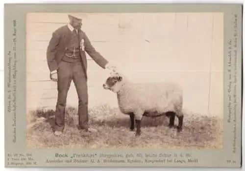 Fotografie Schnaebeli, Berlin, Ausstellung Landwirtschafts Gesellschaft Magdeburg 1889, Schaf Bock Frankfurt Shropshire