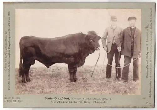 Fotografie H. Schnaebeli, Berlin, Ausstellung Landwirtschafts Gesellschaft Magdeburg 1889, Rind Bulle Siegfried Harzer