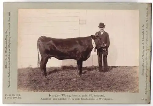 Fotografie H. Schnaebeli, Berlin, Ausstellung Landwirtschafts Gesellschaft Magdeburg 1889, Rind Harzer Färse