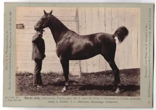 Fotografie Schnaebeli, Berlin, Ausstellung Landwirtschafts Gesellschaft Magdeburg 1889, Pferd Stute Ida Hannover. Fuchs