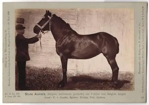 Fotografie H. Schnaebeli, Berlin, Ausstellung Landwirtschafts Gesellschaft Magdeburg 1889, Pferd Stute Aurora Belgier