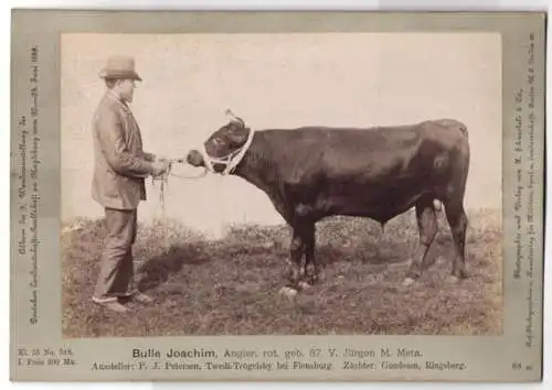 Fotografie H. Schnaebeli, Berlin, Ausstellung Landwirtschafts Gesellschaft Magdeburg 1889, Rind Bulle Joachim Angler