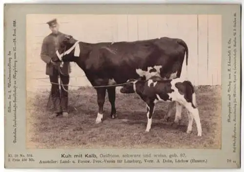 Fotografie H. Schnaebeli, Berlin, Ausstellung Landwirtschafts Gesellschaft Magdeburg 1889, Rind Kuh mit Kalb Ostfriese