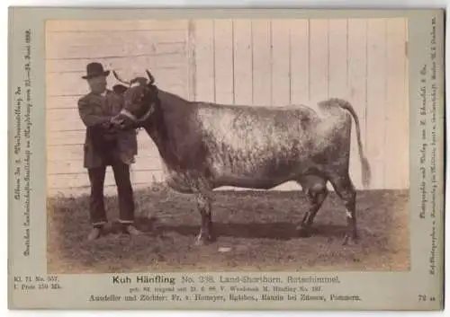 Fotografie Schnaebeli, Berlin, Ausstellung Landwirtschafts Gesellschaft Magdeburg 1889, Rind Kuh Hänfling Land-Shorthorn