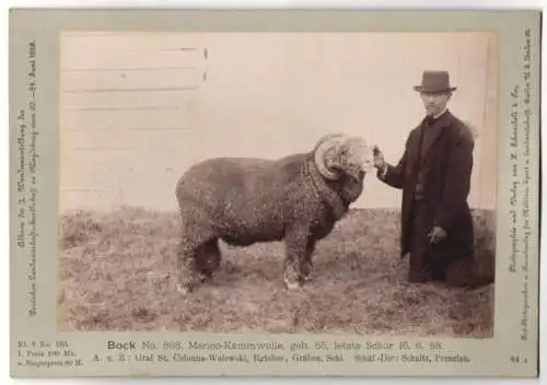 Fotografie H. Schnaebeli, Berlin, Ausstellung Landwirtschafts Gesellschaft Magdeburg 1889, Schaf Bock Merino-Kammwolle