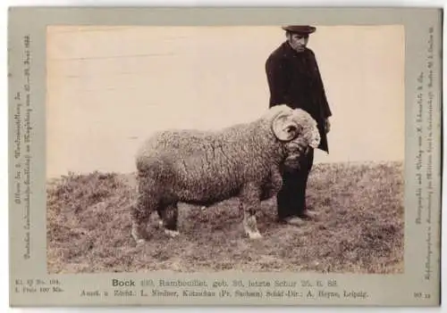 Fotografie H. Schnaebeli, Berlin, Ausstellung Landwirtschafts Gesellschaft Magdeburg 1889, Schaf Bock Rambouillet