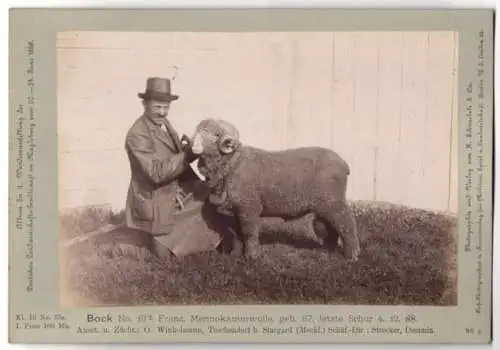 Fotografie H. Schnaebeli, Berlin, Ausstellung Landwirtschafts Gesellschaft Magdeburg 1889, Schaf Bock Merinokammwolle