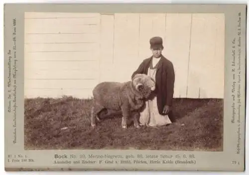 Fotografie H. Schnaebeli, Berlin, Ausstellung Landwirtschafts Gesellschaft Magdeburg 1889, Schaf Bock Merino-Negretti