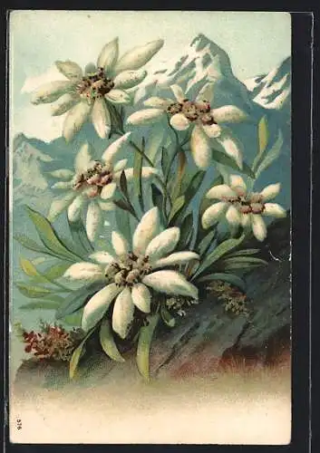 Lithographie Edelweiss vor den schneebedeckten Gipfeln