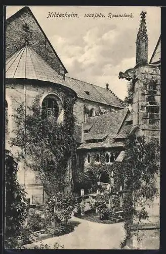 AK Hildesheim, Friedhof mit 1000jähr. Rosenstock